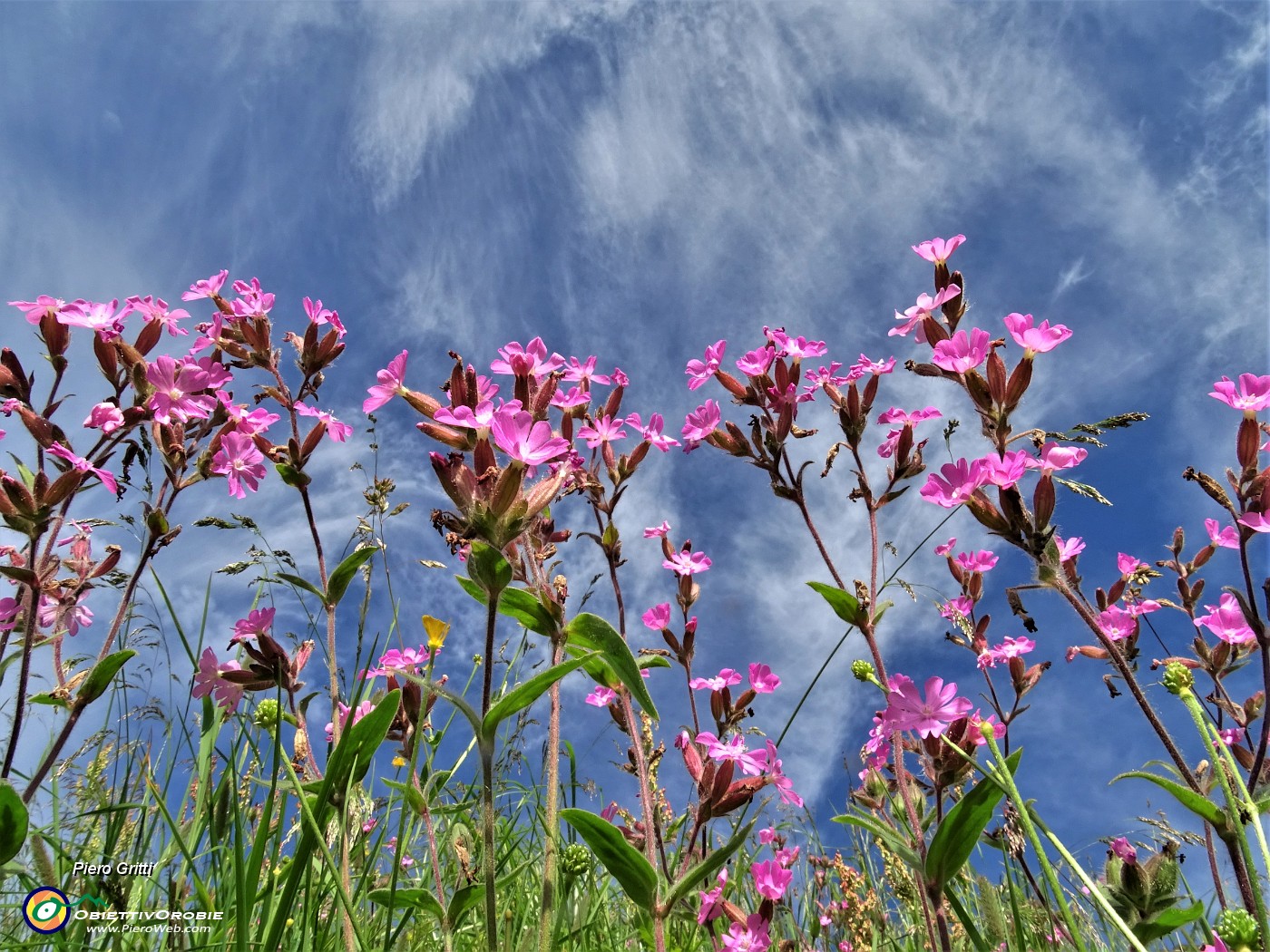 12 Silene dioica nell'azzurro del cielo.JPG